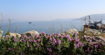 Sapanca’nın Bitki Hafızası Bilimle Korunuyor: 112 Tür Belgelendi