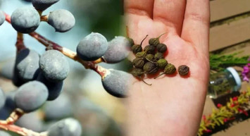 1 hafta da 4 kilo verdiren muhteşem çay! Acı çehre tohumu içerek zayıflamak mümkün! Acı çehre tohumu yararları ve yan etkileri