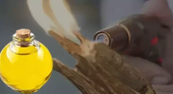 100 Bin Dolarlık Ağaç: Öd Ağacı ve İçindeki "Sıvı Altın"