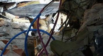 12 kişinin kurtarılmasını sağladı: Kurtarma ekiplerinin en büyük yardımcısı