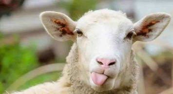 13 Temmuz Çarşamba tatil olacak mı? 2022 Kurban Bayramı tatili 10 gün mü olacak, kaç gün tatil olacak?