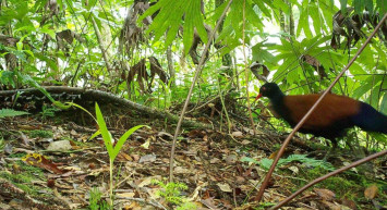 140 yıl sonra ortaya çıktı: Sadece Fergusson Adası’nda yaşıyor