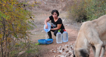 15 yıldır sokak hayvanlarına bakıyor! Sokak hayvanları hayvansever kadının yolunu gözlüyor