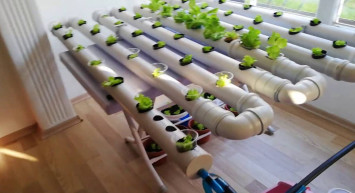 20 günde mahsul elde edilebiliyor: Evdeyken seradaki gibi tarım yapabilirsiniz