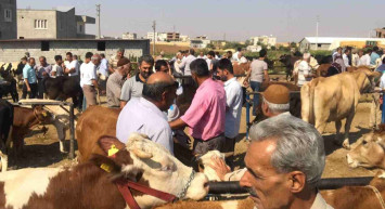 2022 Büyükbaş, küçükbaş, koç, dana, koyun, keçi, sığır kurbanlık fiyatları ne kadar, kaç TL? 2022 illerin Diyanet, İHH, Kızılay kurbanlık bağış fiyatları