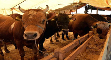 2022 Büyükbaş ve küçükbaş kurbanlık ne kadar? Bu sene Kurbanlık fiyatları cep yakıyor! Kurban bayramında da et yemek hayal olacak...