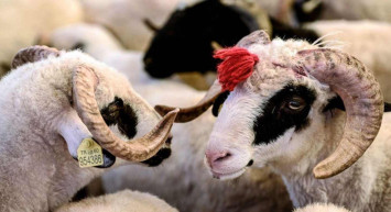 2022 Diyanet Kurban bağış fiyatları ne kadar? Bu yılki kurban bağış fiyatları belli oldu mu?