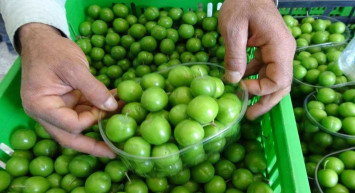 2022 Eriğin kilosu ne kadar, kaç TL? İşte erik fiyatları!