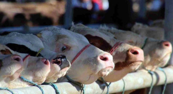 2022 Kurban Bayramı arefe günü ne zaman? Arefe günü hangi ibadetler yapılır? Kurban Bayramı okunacak dualar