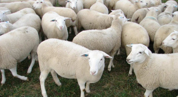 2022 Kurban Bayramı tatili kaç gün olacak, tatil süresi belli oldu mu? Kurban Bayramı ne zaman, hangi tarihte başlıyor?