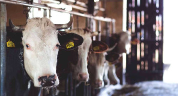 2022 Kurbanlık fiyatları belli oldu mu, ne kadar? Kurban kesmek farz mıdır?