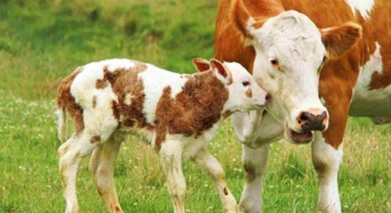 2022 Manda, Malak ve Buzağı desteği yattı mı, ne zaman yatacak?