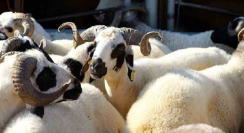 2022 Migros, A101, Carrefour kurbanlık fiyatlar belli oldu mu?