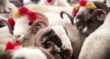 2022 yılında büyükbaş ve küçükbaş kurbanlık fiyatları ne kadar? Diyanet, İHH ve Kızılay kurbanlık bağış fiyatlarını açıkladı! İllere göre kurbanlık fiyatları belli oldu