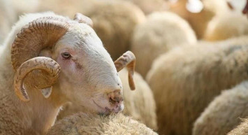 2022 yılında vekalet kurban kesim ücretleri ne kadar? Diyanet 2022 kurban bağış bedelini açıkladı! 2022 kurban bağış fiyatları