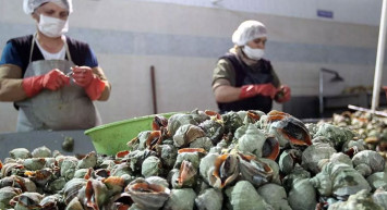 2022 yılının ilk çeyreğinde 1 milyon dolarlık deniz salyangozu ihracatı yapıldı!