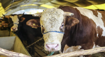 2024 kurbanlık fiyatları belli oldu mu? Küçükbaş ve büyükbaş kurbanlık fiyatları ne kadar olacak?