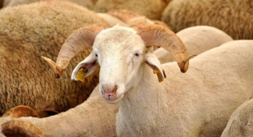 A101 büyükbaş, küçükbaş kurbanlık hisse fiyatı 2022