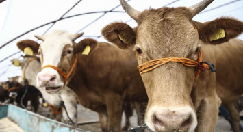 A101, kurbanlık almak isteyenlere can suyu oldu: İşte 2024 küçükbaş ve büyükbaş hisse fiyatları