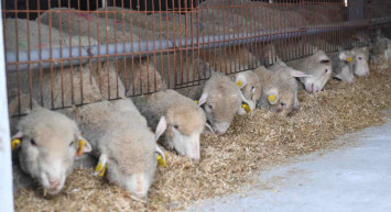 A101 paketli kurbanlık satışı 2022 fiyatları