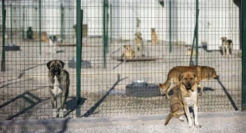 ABB barınağında vahşet iddiası! Poşete konulan köpek can havliyle kurtulmaya çalıştı