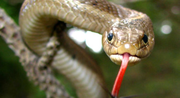 ABD'de bir adam elini yastığın altına attığında 7 metrelik bir yılanla karşılaştı