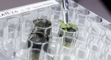 ABD'den çığır açan deney: Ay toprağında bitki yetiştirdiler