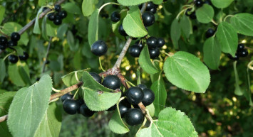 Acı Çehre Tohumunun Faydaları