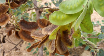 Açlık otu nedir, neye iyi gelir, zayıflatır mı? Tansiyonu dengeleyen açlık otunun faydaları 
