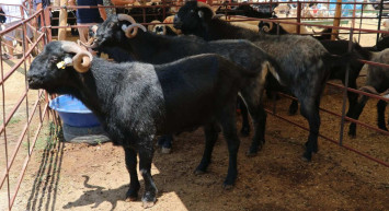 Adana kurbanlık fiyatları ne kadar? 2022 Adana büyükbaş, küçükbaş kurbanlık hisse fiyatları