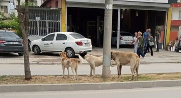 Adana'da korkunç köpek saldırısı! Yetersiz önlemler bir can daha aldı
