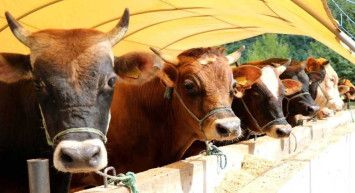 Adıyaman kurbanlık fiyatları ne kadar? 2022 Adıyaman büyükbaş, küçükbaş kurbanlık hisse fiyatları