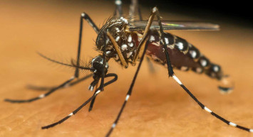 AEDES'te korkutan uyarı: Ciddi salgınlar ile karşı karşıya kalabiliriz! Ölümcül hastalıklara sebebiyet veriyor