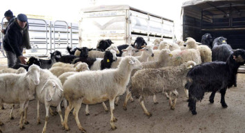 Afyon kurbanlık fiyatları ne kadar? 2022 Afyonkarahisar büyükbaş, küçükbaş kurbanlık hisse fiyatları