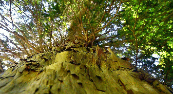 Ağaçtan üretildi: Kanseri yok ediyor