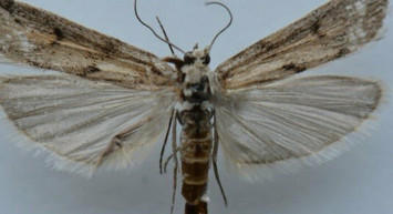 Ağrı Dağı'nda Yeni Kelebek Türü Tespit Edildi