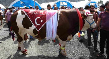 Ağrı kurbanlık fiyatları ne kadar? 2022 Ağrı büyükbaş, küçükbaş kurbanlık hisse fiyatları