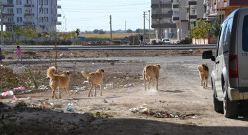 Ağrı'da sokağa bırakılan başıboş köpekler yine bir can aldı! Daha 2 yaşında olan bir çocuk yaşamını yitirdi!