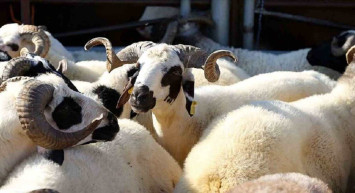 Aksaray kurbanlık fiyatları ne kadar? 2022 Aksaray büyükbaş, küçükbaş kurbanlık hisse fiyatları