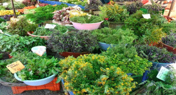 Alaçatı Ot Festivali ne zaman, hangi tarihte? Çeşme Alaçatı Ot Festivali tarihi