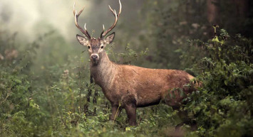 Alageyik Türküsünün Hikayesi Nedir?