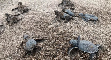 Alanya'da Caretta Carettalar Denizle Buluştu!
