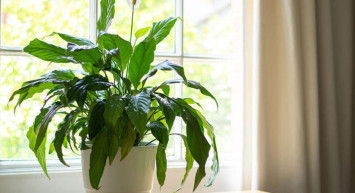 Alerjiye İyi Gelen 5 Bitki