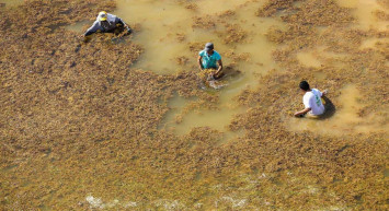 ALG nedir? Marmara Denizi'nde görülen Alg nedir, zararları nelerdir?