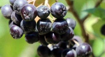 Altın Kadar Değerli Yalova Anoryası Yaşlanmayı Geciktiriyor