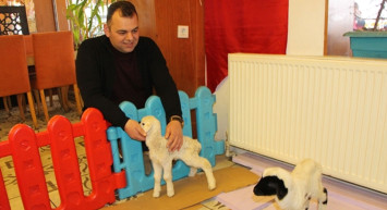 Amasya'da İkiz Kuzular Bir Restoran'da Hayata Tutundu