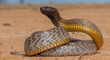 Amazon ormanlarında dünyanın en büyük anakondasında rastlandı!