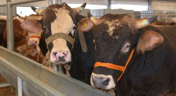 Ankara kurbanlık fiyatları ne kadar? 2022 Ankara büyükbaş, küçükbaş kurbanlık hisse fiyatları