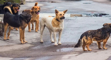 Ankara Valiliği’nden kuduz köpek açıklaması: ‘Yeri tespit edilen hayvanlar karantinaya alınmıştır’