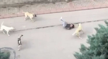 Ankara'da başıboş köpek faciası: Yolda yürüyen çocuğa 6 köpek saldırdı
